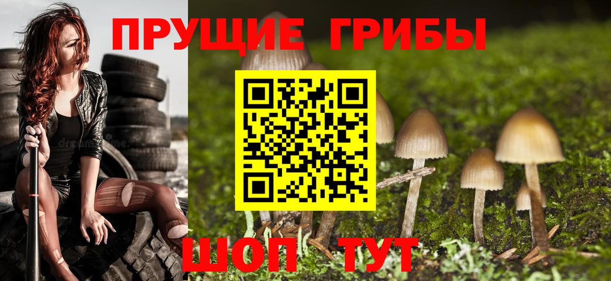 Псилоцибиновые грибы Psilocybe Апшеронск